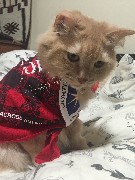 Loki the Cat