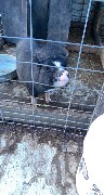 small pig; How Haus Perry, NY