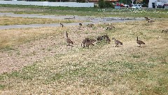 Geese near Kershaw park