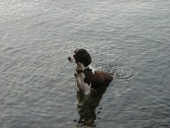 Wyatt dog; Kat s Camp