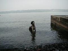 Wyatt dog; Kat s Camp