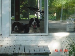 Family Mac Wyatt dog