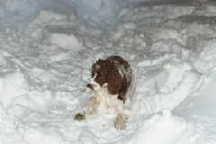 Wyatt dog