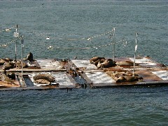 Travel San Diego 2004; harbor tour; sea lions
