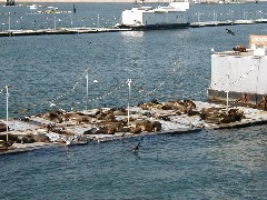 Travel San Diego 2004; harbor tour; sea lions