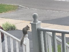 Squirrel on the front porch