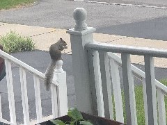 Squirrel on the front porch