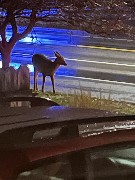 a deer in front of our house; Backyard Zoo
