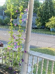 Flowers on the front porch