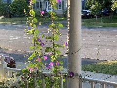 Flowers on the front porch