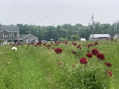 Flowers; Peonies; Sutton Rd