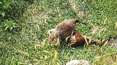 Prairie Dogs; North Dakota