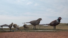 Enchanted Highway, ND
 Pheasants on the Prairie