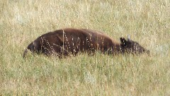 buffalo/bison; Theodore Roosevelt National Park, ND