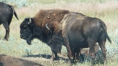 buffalo/bison; Theodore Roosevelt National Park, ND