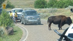 buffalo/bison IN ROAD; Theodore Roosevelt National Park, ND