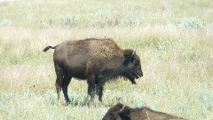 buffalo/bison; Theodore Roosevelt National Park, ND
