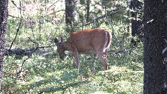 deer; Glacier National Park, MT