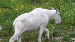 mountain goats; Glacier National Park, MT