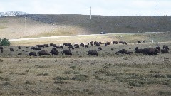 buffalo; Indian Guided Tour by Alger; West Glacier, MT