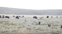 buffalo; Indian Guided Tour by Alger; West Glacier, MT