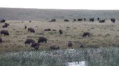 buffalo; Indian Guided Tour by Alger; West Glacier, MT