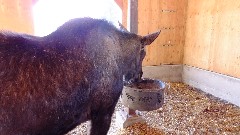 Moose; Alaska Wildlife Rehabilitation Center