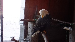 Eagle; Alaska Wildlife Rehabilitation Center