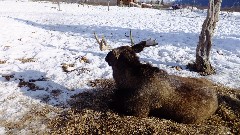 Moose; Alaska Wildlife Rehabilitation Center