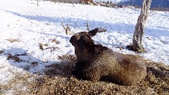 Moose; Alaska Wildlife Rehabilitation Center