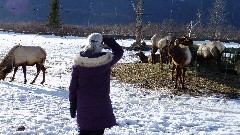 Ruth Bennett McDougal Dorrough; Caribou; Alaska Wildlife Rehabilitation Center