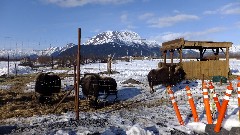 Musk Ox; Alaska Wildlife Rehabilitation Center