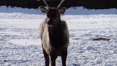 Caribou; Alaska Wildlife Rehabilitation Center