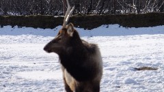 Caribou; Alaska Wildlife Rehabilitation Center
