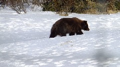 Bear; Alaska Wildlife Rehabilitation Center