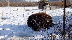 Bear; Alaska Wildlife Rehabilitation Center