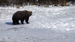 Bear; Alaska Wildlife Rehabilitation Center