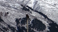 Eagle; Alaska Wildlife Rehabilitation Center