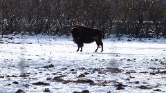 Alaska Wildlife Rehabilitation Center