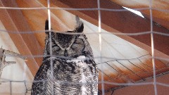 Owl; Alaska Wildlife Rehabilitation Center