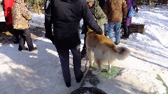 visiting Mary Shields, author of Tails of the Trail dog sledding book