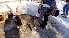 visiting Mary Shields, author of Tails of the Trail dog sledding book