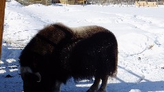 Large Animal Research Station; Fairbanks AK