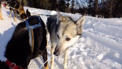 Coldfoot; Dog Sled Ride