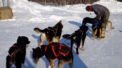 Dog Sled Ride; Phyllis Hergenrader; Cheryl Thorley; Slate Creek Inn; Coldfoot Camp AK