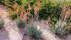 Arizona; Mesa