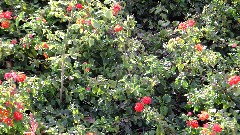 Arizona; Mesa