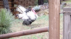 Turkey; Strawberry, AZ