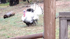 Turkey; Strawberry, AZ