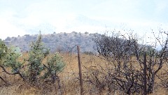 Arizona; Cottonwood
